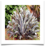 NEncephalartos-lehmanii-1[1]