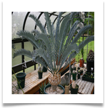 Nencephalartos-horridus-m[1]