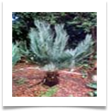 Nencephalartos_dolomiticus[1]