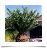 Nencephalartos_manikensis[1]