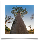 T50T6250-03-grandidier-baobab-tree[1]