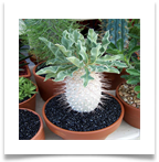 ad271785347xeKXdu_ph[1]