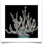 ad398142706_da9b82dd57[1]