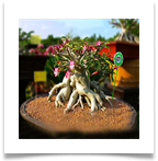 adAdenium-Bonsai[1]