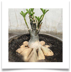 adAdenium-Root-New-Program[1]