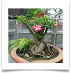 adAdenium-w-Blooms1[1]