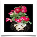 adAdenium2[1]