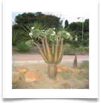 adNoviembre 2007 042[1]