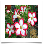 adadenium_A_6[1]