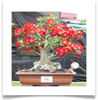 adenium-jawara-total-perform[1]