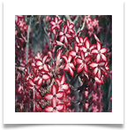 adenium-multiflorum-flower[1]