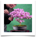 bbonsai-azalea-m-m