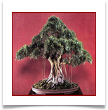 bficus_bonsai