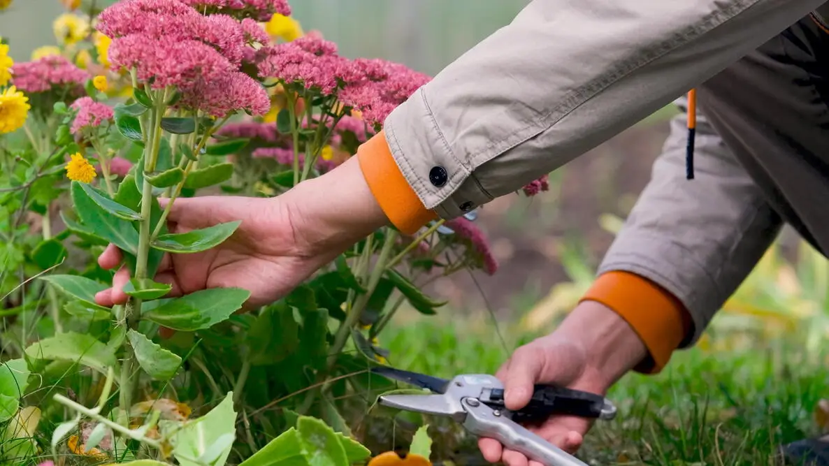 cutting back perennials