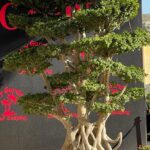 whatsapp image 2026 03 31 at 12.35.51 pm (2)