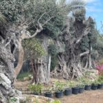 whatsapp image 2026 03 31 at 12.35.51 pm (6)