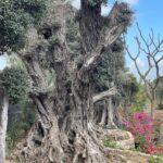 whatsapp image 2026 03 31 at 12.35.52 pm