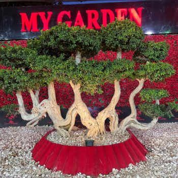 whatsapp image 2026 03 31 at 12.35.50 pm (3)